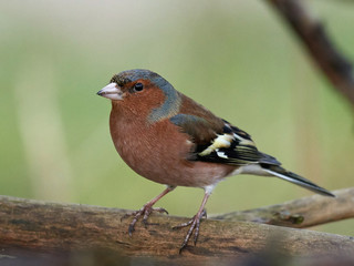 Common chaffinch (Fringilla coelebs)
