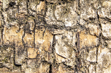 Wood texture lumber closeup pattern. Macro photo