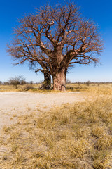 Baobab