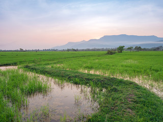 Rices paddies at sunset in Champassak, Laos