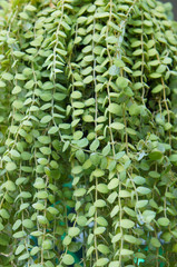 Dischidia nummularia or string of nickels creeping green plant vertcial