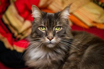 Closed up of domestic adorable black grey Maine Coon kitten, young peaceful cat in sunshine day