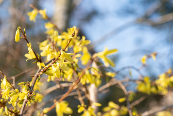 Fototapeta na wymiar branch of blooming yellow forsythia tree in early spring