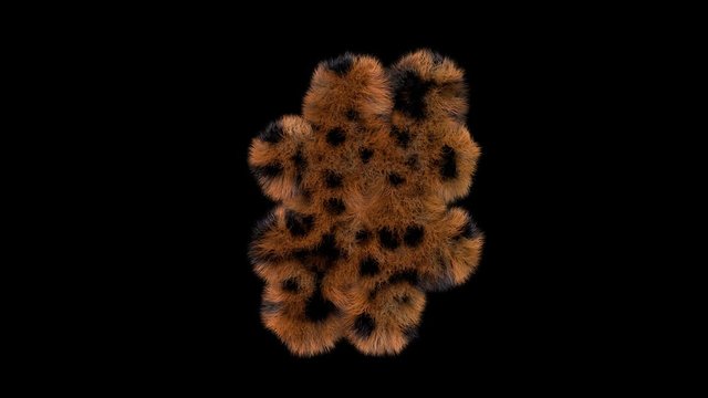 3d animated furry leopard typeface text with alpha channel  hashtag