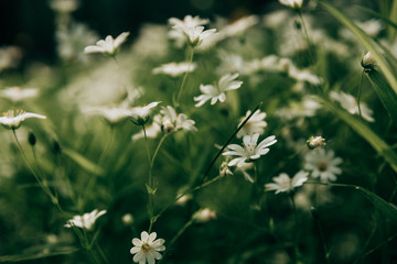 Texture of little white spring flowers of asterisk on a green grass background.