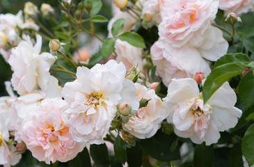 Pink or peach roses blooming in garden, pink rose bush closeup