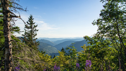 View from the forest over the hills of the Black Forest