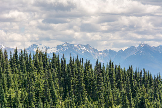 View of coniferous trees on a slope and mountains in Olympic National Park, Olympic Peninsula, Washington State US © Maks_Ershov