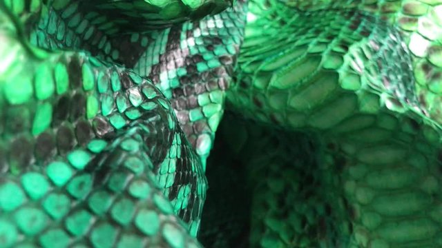 Green snakeskin python texture. Fashion luxury leather jacket close up.