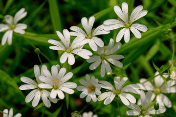 Texture of little white spring flowers of asterisk on a green grass background.