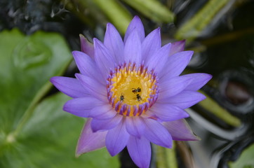 water lily