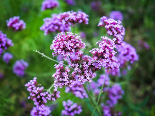 Obraz premium purple flowers in the garden