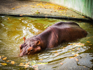 Relax time-the hippopotamus.