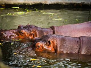 hippo in the water