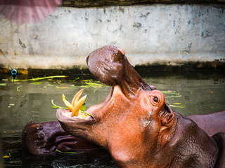 I am so starving-the hippopotamus.