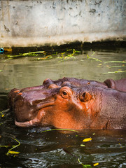 Fototapeta premium hippo in water