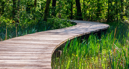 View of a wooden corduroy road leading past a swampy ditch with reed to a shadowy forest on a sunny...