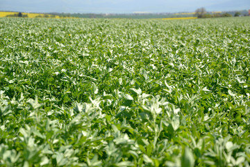 Fototapeta na wymiar Close up of Alfalfa (Medicago sativa) field in Slovakia. Lucerne and meadow with village in background. Important agricultural forage crop. It's used for grazing, hay, silage, green manure, cover crop