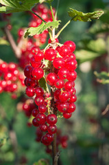Red currants -  red French grapes. Ripe red currants close-up as background