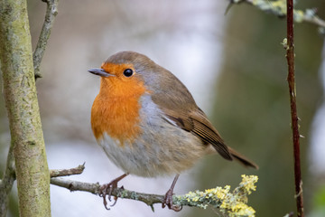 Robin