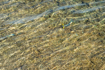 aerial landscape top view of Red sea bottom with coral reefs through aquamarine transparent water surface south tropical nature background photography. Underwater coral reef on the red sea