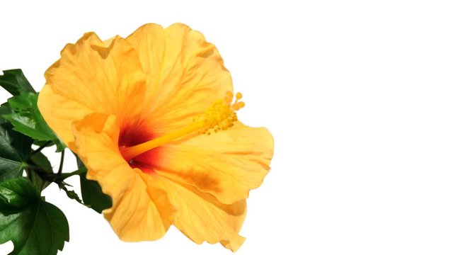 Blooming hibiscus flower timelapse with alpha mask