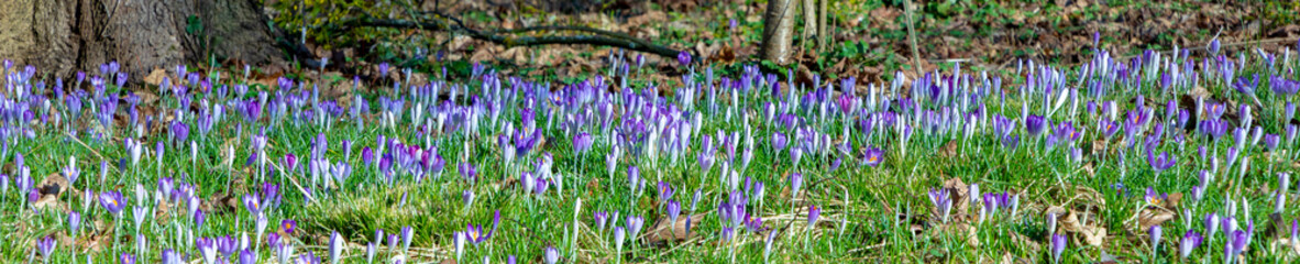 detail of violet crocus bloomin in the Rosegarden