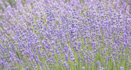 Fototapeta premium lavender on the field