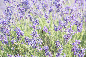 lavender on the field