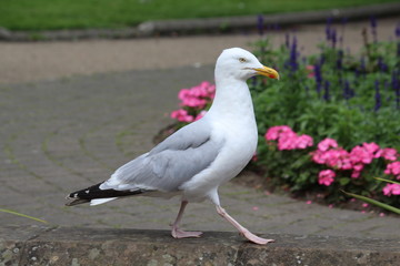 seagull
