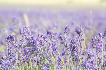 lavender on the field