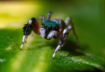 jumping spider
