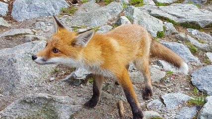 Foxes in Polish mountains