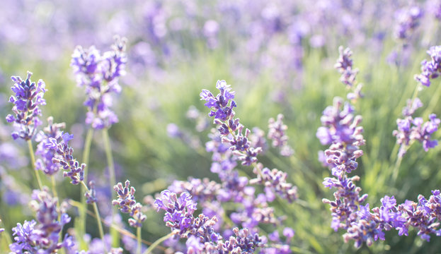 lavender on the field