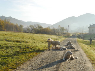 psy pasterskie odpoczywające przy owcach.jesienny krajobraz Pienin - 321646621