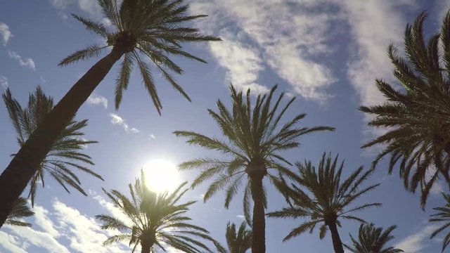 Palm trees on blue sky background, light clouds. Sunny day, up sky view, perfect vacation. The sun's rays pass through the leaves of the palm. Lens flare effect. Sea breeze, Spain.