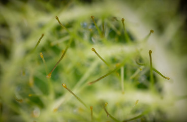 macro of small plants