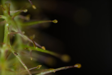 macro of small plants