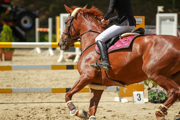Horse fox with rider in a side closeup galloping on a horse show..