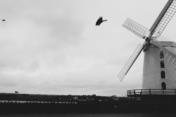Molino y pájaro en blanco y negro