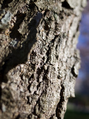 a closeup shot on tree trunks