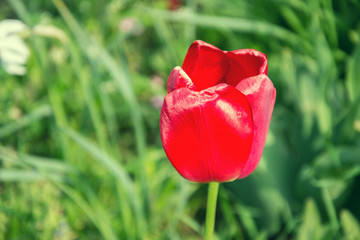 Close up of beautiful flowering tulips in garden in springtime. Colorful spring Background. Sunny day. Detail view of blooming tulip flowers at sunlight on spring time