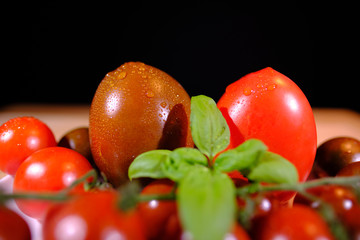 close up of variants of tomatoes decorated with basil, covered with fresh water drops, in front of a dark background