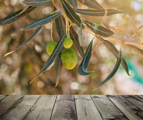 View from wooden terrace. Olives with leaves on olive tree. Season nature window