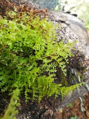moss on tree