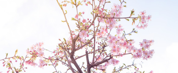 朝の光に咲く河津桜の花_00828