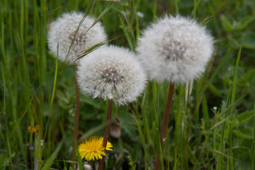 Dandelion in grass. Bunch of white and yellow dandelion flowers on long plant stems among fresh green grass lawn. Fluffy dandelion seeds closeup on blurry background. Spring blooming flowers. 