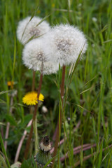 Dandelion in grass. White flowers of fluffy dandelion seeds on long plant stems among fresh green grass lawn. Spring blooming flowers of white and yellow colors. Fragility of nature.