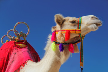 Camel in desert