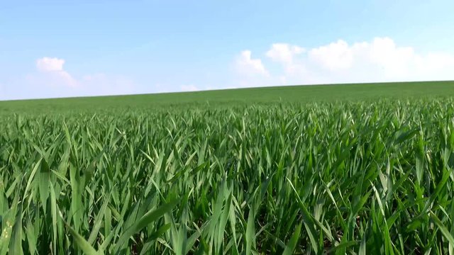 Landwirtschaft - Ackerbau, Kamerafahrt durch ein grünes Getreidefeld